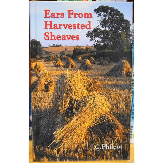 Ears From Harvested Sheaves